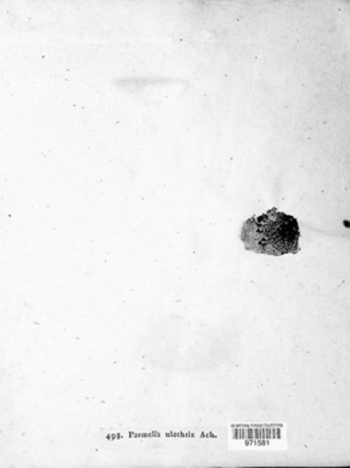 Parmelia ulothrix image
